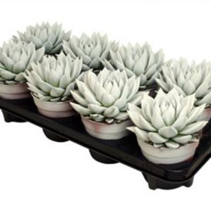 Echeveria Miranda Miranda coloured white
(8 Plants/Order)(12cmP 15cmH)