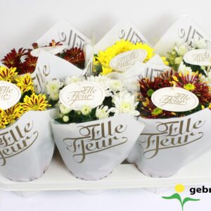 Chrysanthemum Elle Fleur Elle Fleur mix Gold
(6 Plants/Order)(14cmP 27cmH)
