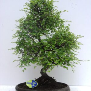 Bonsai dwergvorm loofhout Zelkova parvifolia, 39cm., shape, with driptray
(1 Plants/Order)(39cmP 50cmH)