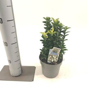 Euonymus Paloma Blanca Euonymus jap. Paloma Blanca ('Lankveld03'PBR)
(1 Plants/Order)(13cmP 20cmH)