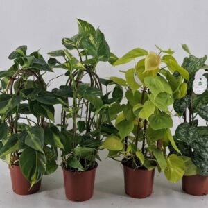 Epipremnum pinnatum EPIPREMNUM mix kratiste ARCH 40 CM
(7 Plants/Order)(14cmP 45cmH)