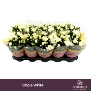 Chrysanthemum Berlise
(10 Plants/Order)(12cmP 26cmH)
