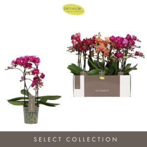 Phalaenopsis Multiflora Optimost Spicy mix 2 spike
(6 Plants/Order)(12cmP 45cmH)