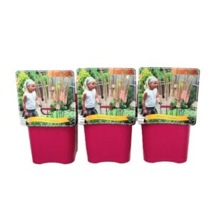 Eremurus Eremurus 'Cleopatra' C5
(1 Plants/Order)(21cmP 35cmH)