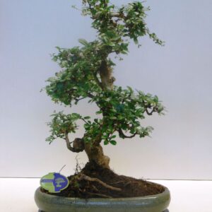 Bonsai Carmona macrophylla, 39cm., shape, with drip tray
(1 Plants/Order)(39cmP 50cmH)