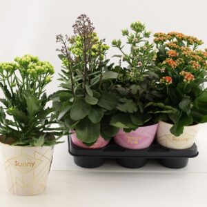 Kalanchoe Veranda Kalanchoe Special Mix, minimaal 3 Types From bijgevoegde Picture
(6 Plants/Order)(14cmP 40cmH)