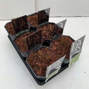 Molinia caerulea Molinia mix in tray
(6 Plants/Order)(17cmP 40cmH)