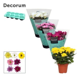 Chrysanthemum Chrystal Chrysanne® Grandezza & Margarita mix
(8 Plants/Order)(13cmP 25cmH)