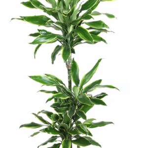 Dracaena Golden Coast Dracaena Gold Coast 60-30-15
(1 Plants/Order)(21cmP 110cmH)