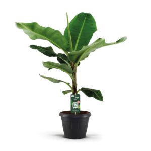 Musa Dwarf Cavendish Musa Dwarf Cavendish decopot
(1 Plants/Order)(35cmP 130cmH)