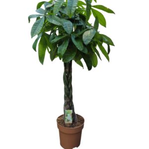 Pachira aquatica Pachira vlecht
(1 Plants/Order)(27cmP 120cmH)