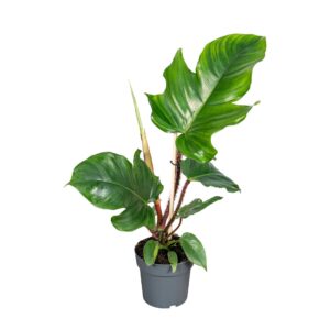 Philodendron squamiferum Philodendron Squamiferum 14cm
(8 Plants/Order)(14cmP 40cmH)