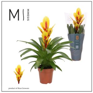 Vriesea other Vriesea Intenso Yellow Flame - 12cm | Mimesis
(10 Plants/Order)(12cmP 45cmH)