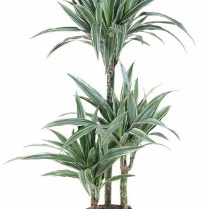 Dracaena Warneckei Dracaena Warneckei 60-30-15
(1 Plants/Order)(21cmP 100cmH)