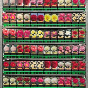 Paeonia Paeonia lactiflora mix CC P11
(10 Plants/Order)(11cmP 25cmH)