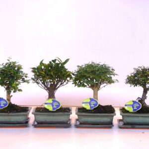 Bonsai Bonsai mix, indoor, 20cm., broom, with drip tray
(6 Plants/Order)(20cmP 30cmH)