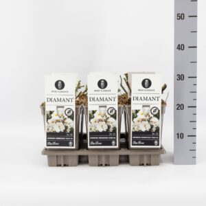 Rosa Rosa (P) Diamant ®, C3
(6 Plants/Order)(17cmP 20cmH)