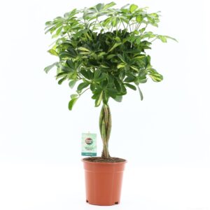 Schefflera Gold Capella Schefflera arboricola 'Gold Capella'
(1 Plants/Order)(19cmP 75cmH)