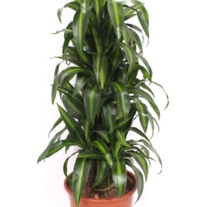 Dracaena Hawaiian Sunshine Dracaena Hawaiian Sunshine
(1 Plants/Order)(27cmP 120cmH)
