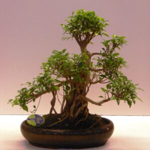 Bonsai dwergvorm loofhout Ficus retusa, 43cm., shape, with drip tray
(1 Plants/Order)(43cmP 60cmH)