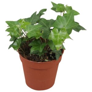 Hedera Hedera helix green
(18 Plants/Order)(9cmP 5cmH)
