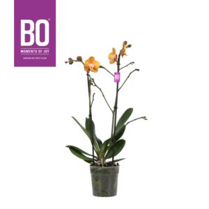 Phalaenopsis Las Vegas Colours P12 BO Las Vegas 2 spike
(6 Plants/Order)(12cmP 45cmH)