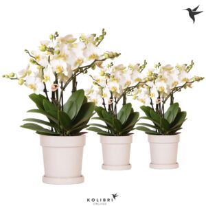 Phalaenopsis Lausanne Kolibri Orchids Phalaenopsis Lausanne 6spike in Flower Pot sand
(5 Plants/Order)(12cmP 40cmH)