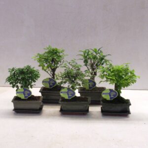 Bonsai Bonsai mix, indoor, 15 cm., broom, with drip tray
(10 Plants/Order)(15cmP 25cmH)