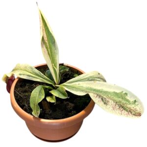Nepenthus Nepenthes Viking x Ampullaria Variegata
(1 Plants/Order)(10.5cmP 10cmH)