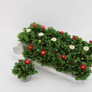 Bellis perennis Bellis speed star mixed
(9 Plants/Order)(10.5cmP 10cmH)