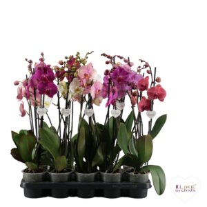 Phalaenopsis mixed Phalaenopsis I-Like mix - 2 spike 60cm
(10 Plants/Order)(12cmP 55cmH)