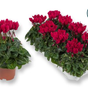 Cyclamen Super Serie C Cyclaam-XL-WIJNROOD
(8 Plants/Order)(10.5cmP 20cmH)