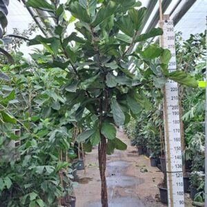 Ficus lyrata Ficus Lyrata multistam 380
(1 Plants/Order)(60cmP 375cmH)