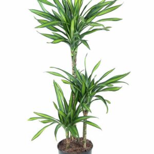 Dracaena Riki Dracaena Riki 60-30-15
(1 Plants/Order)(21cmP 110cmH)