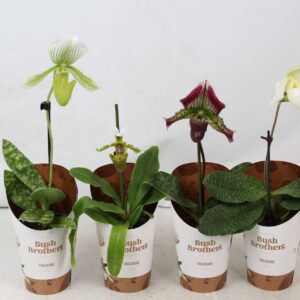 Paphiopedilum Paphiopedilum mix 9 cm
(12 Plants/Order)(9cmP 25cmH)