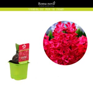 Hyacinthus Jan Bos Hyacint Jan Bos 7cm
(24 Plants/Order)(7cmP 10cmH)