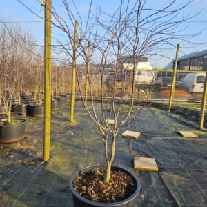 Acer palmatum Red Emperor Acer palmatum 'Red Emperor'
(1 Plants/Order)(59cmP 180cmH)