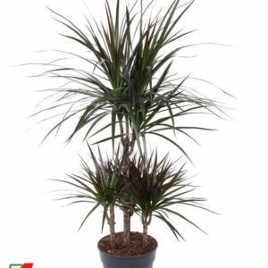 Dracaena Magenta Dracaena Magenta 45-carrousel
(1 Plants/Order)(21cmP 100cmH)