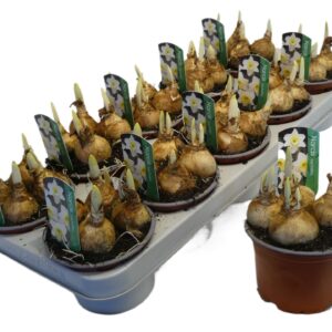 Narcissus Ice Follies Narcissus Grootkronige Grp 'Ice Follies'
(10 Plants/Order)(12cmP 12cmH)