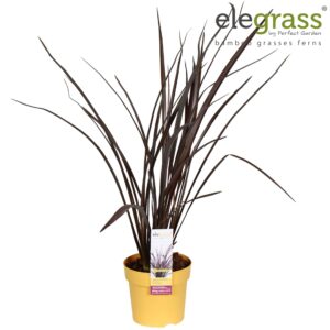 Phormium tenax Phormium 'Rubra Nana' P14
(6 Plants/Order)(14cmP 65cmH)