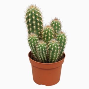 Cereus Pilosocereus gounellei 10,5 cm
(10 Plants/Order)(10.5cmP 15cmH)