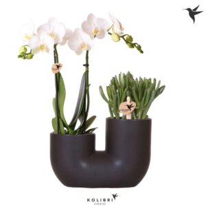 Phalaenopsis mt Kolibri Orchids Phalaenopsis White 2 spike and Succulent in Tube black
(3 Plants/Order)(18cmP 40cmH)