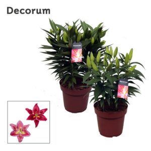 Lilium Lilium Or. Compact mix 19cm
(1 Plants/Order)(19cmP 45cmH)