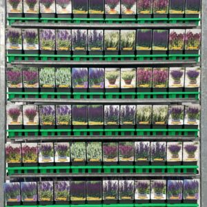 Salvia Salvia mix CC P11
(10 Plants/Order)(11cmP 25cmH)