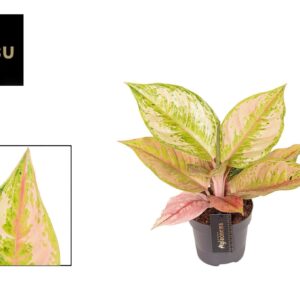 Aglaonema other Aglaonema Pastella
(6 Plants/Order)(12cmP 30cmH)
