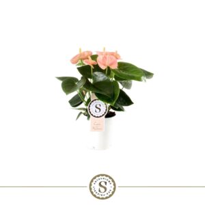 Anthurium (Andreanum Grp) Spirit Spirit 9cm
(12 Plants/Order)(9cmP 30cmH)