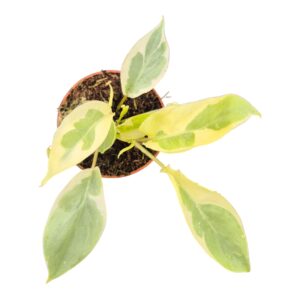 Philodendron Philodendron Burle Marx White Lava
(20 Plants/Order)(7cmP 15cmH)