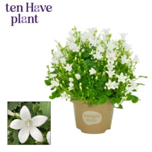 Campanula portenschlagiana Porto Wh Campanula Porto White
(10 Plants/Order)(11cmP 17cmH)