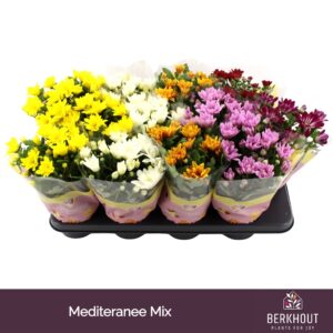Chrysanthemum Indicum Mediteranee mix
(10 Plants/Order)(12cmP 26cmH)