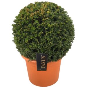 Taxus baccata Taxus baccata ball p33 (t) 50-55 ©
(1 Plants/Order)(33cmP 50cmH)